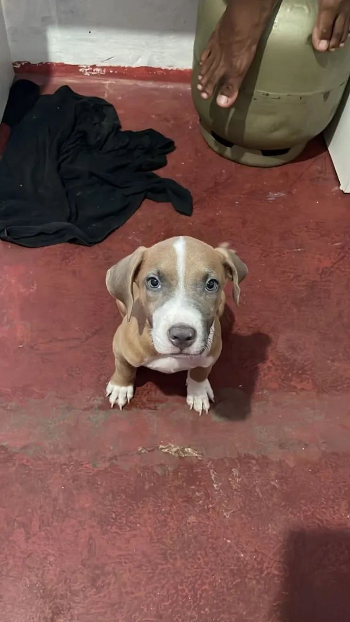 Vendo Pitbull 2 meses - Foto 4