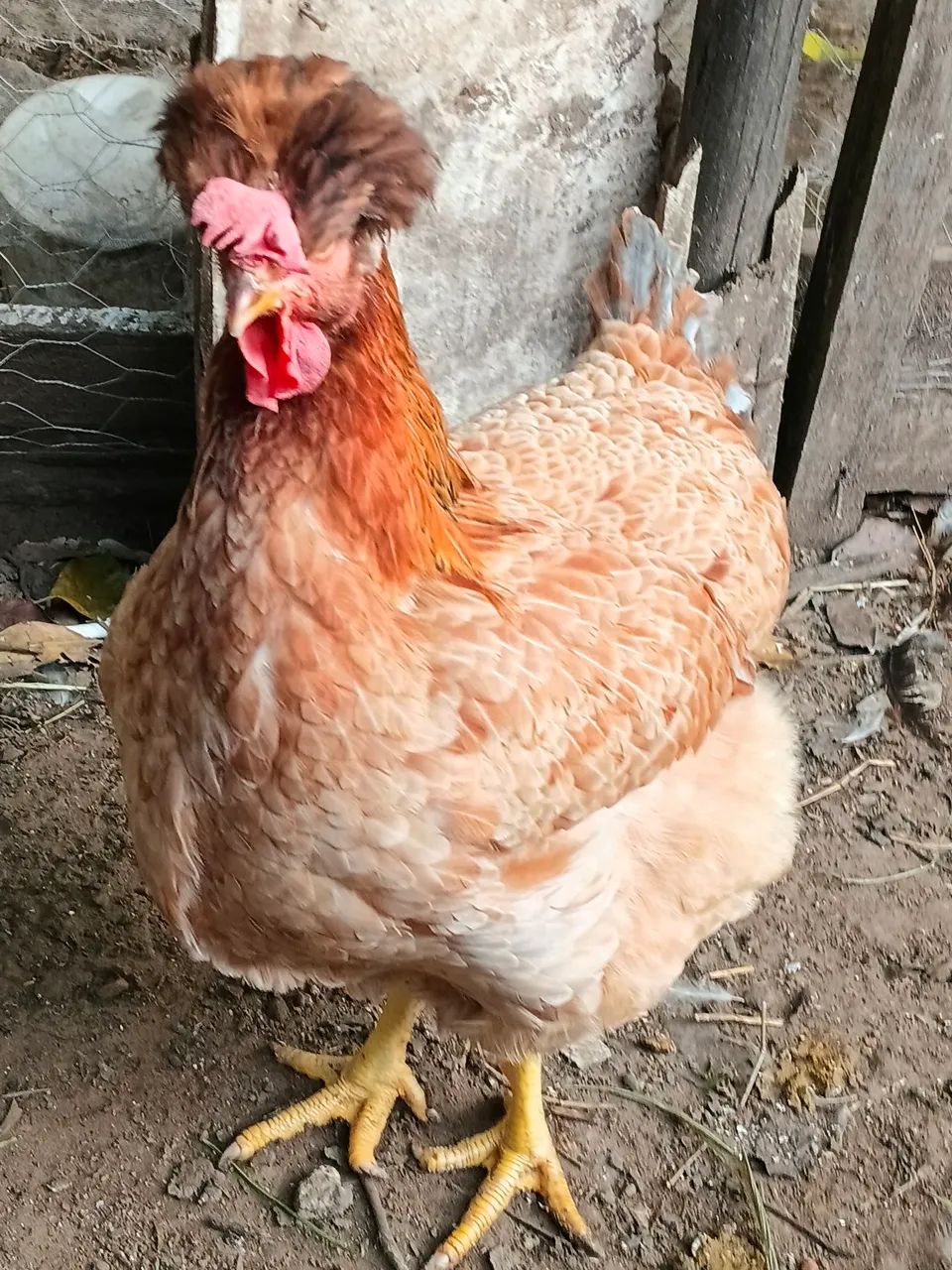 Pintinho gsb .