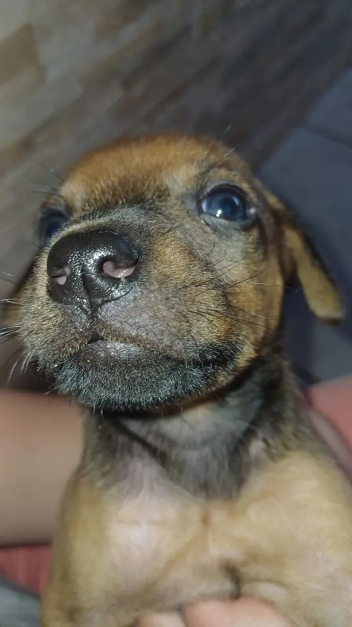 Cãezinhos para adoção