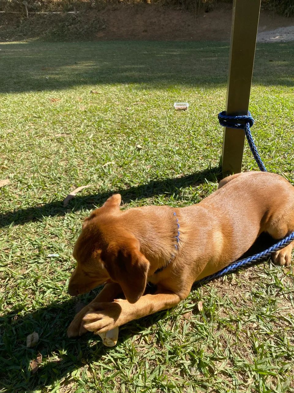 Doação Responsável  - Foto 3