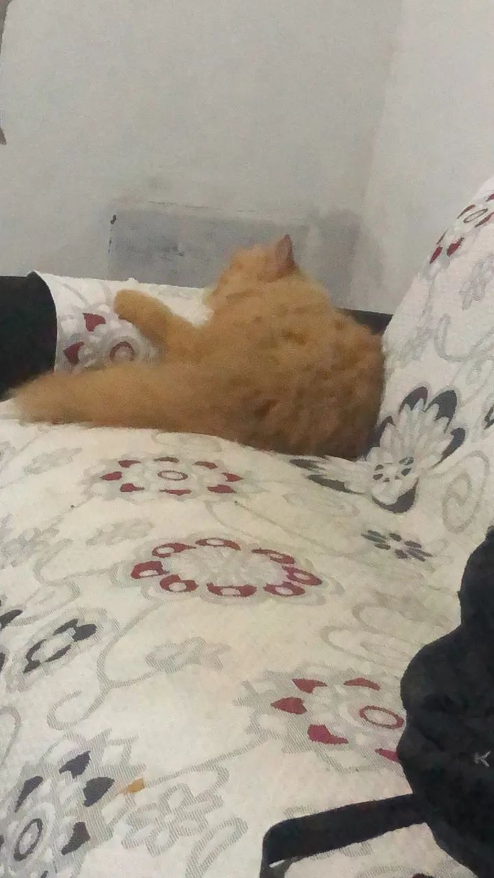 Vendo uma gata peça  - Foto 3