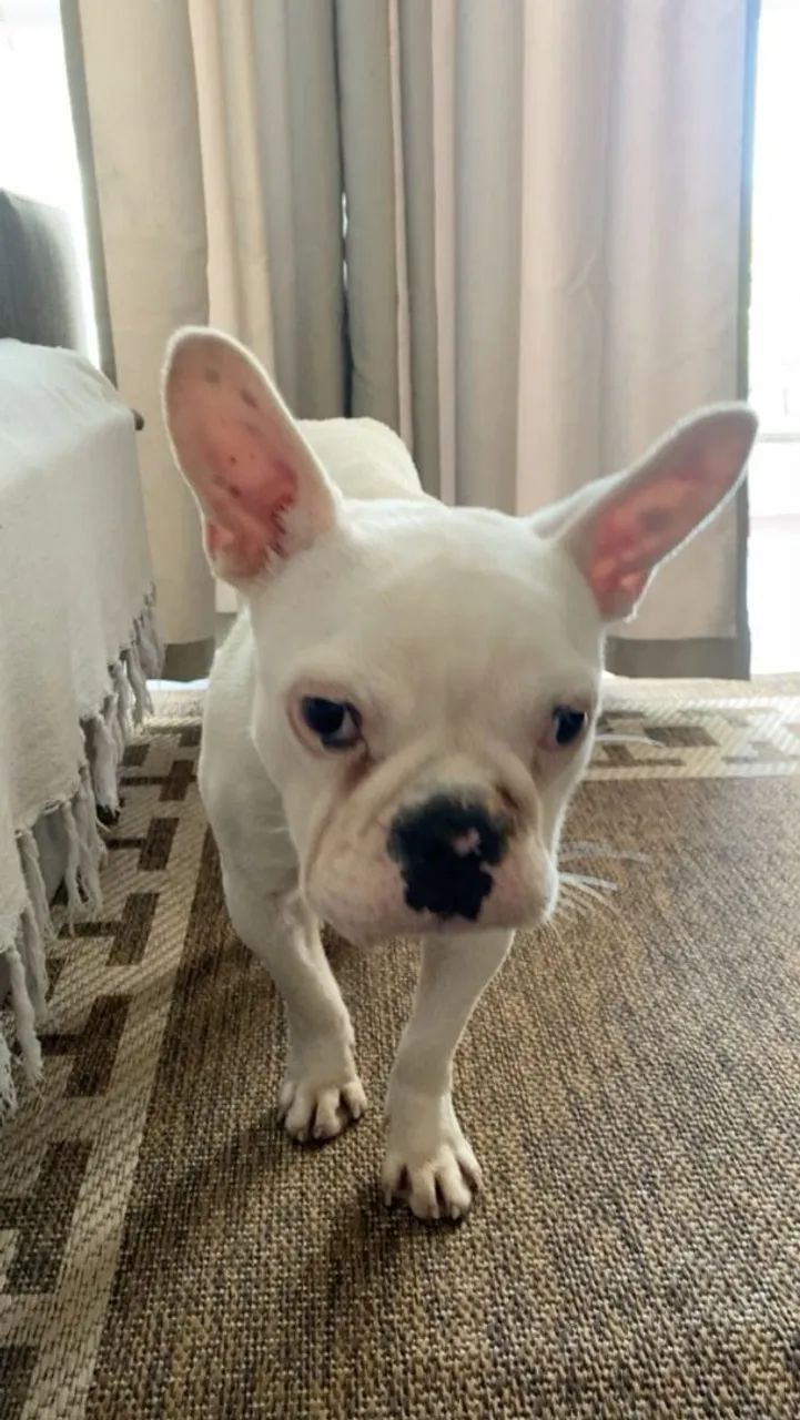 Buldog francês branca femea - Foto 2