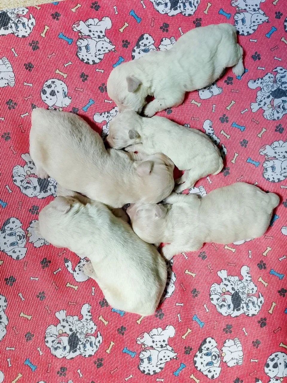  filhote de poodle 