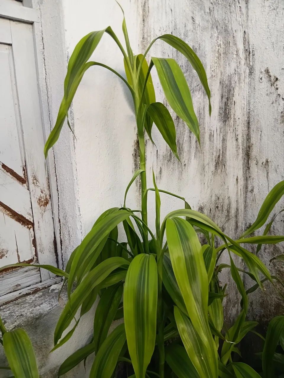 Temos plantas - Foto 3