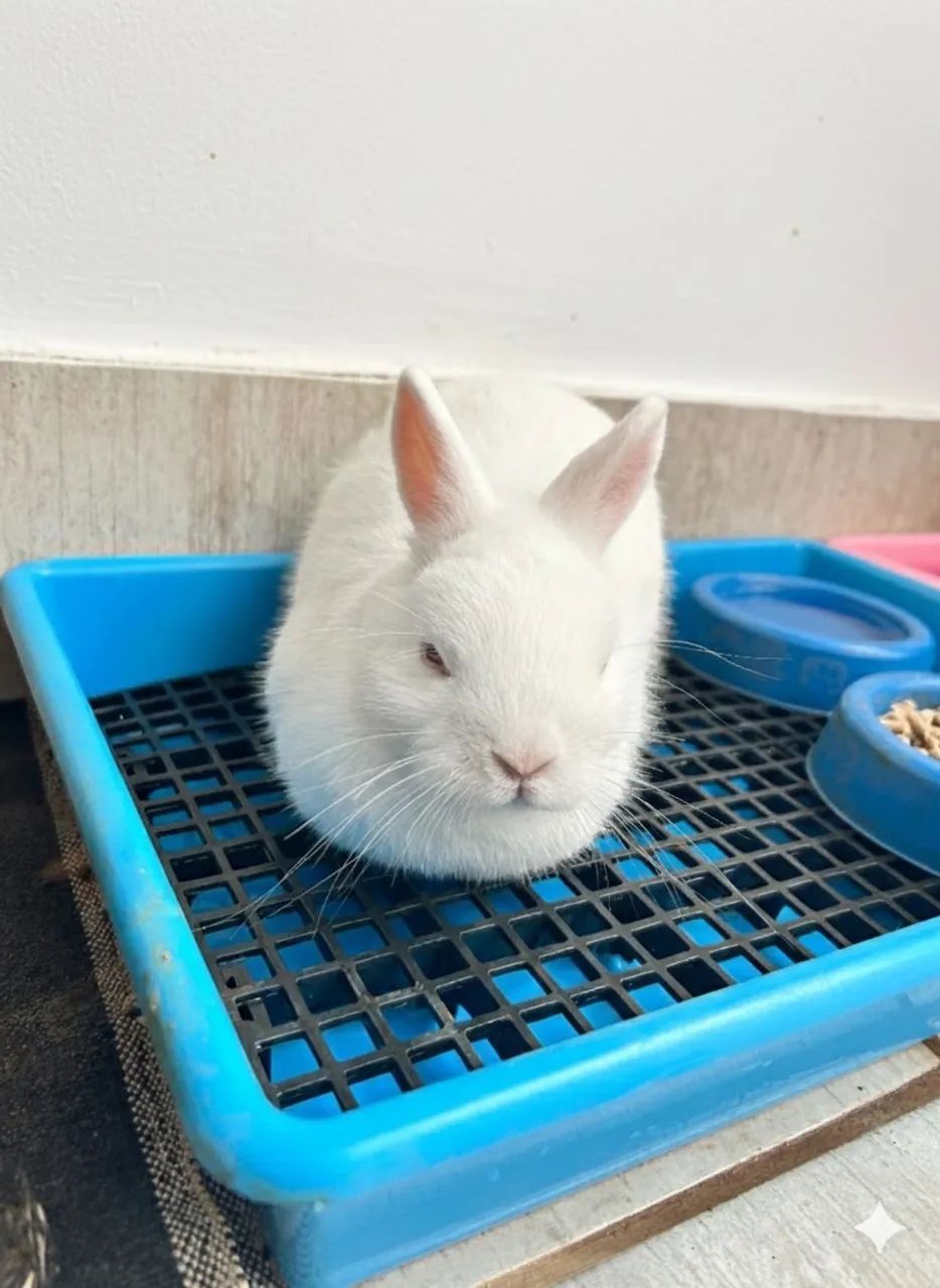 Casal de mini coelhos - Foto 3