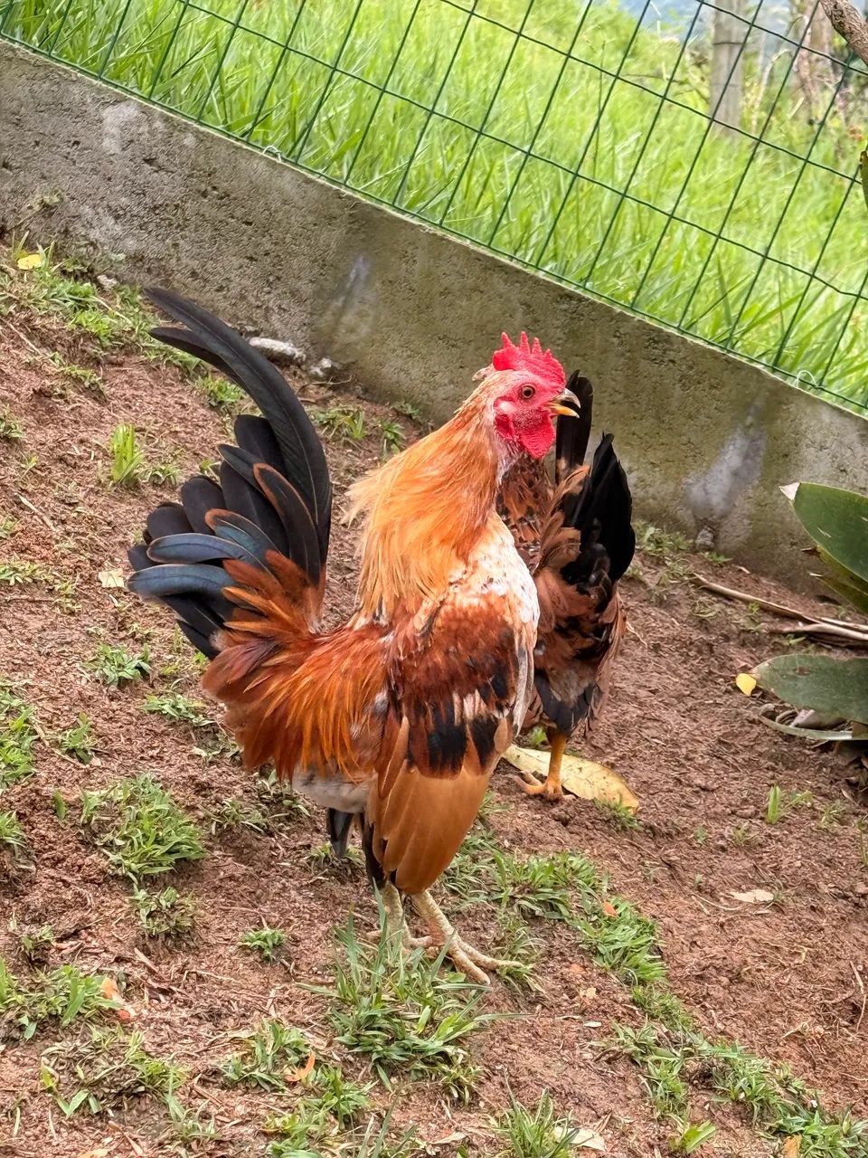 Galo Serama  - Foto 2