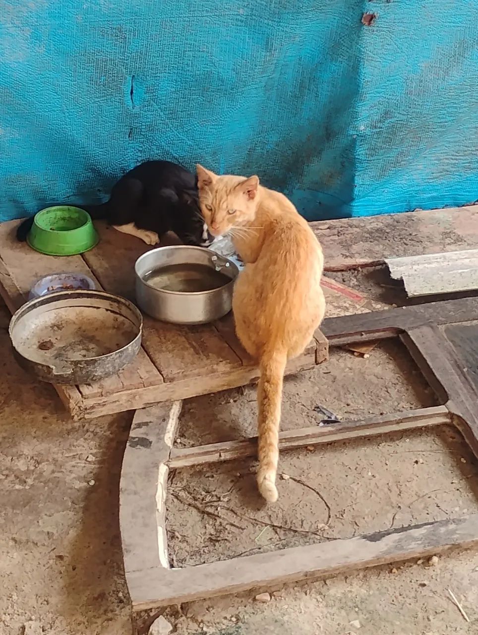 Doação de gato macho  - Foto 2