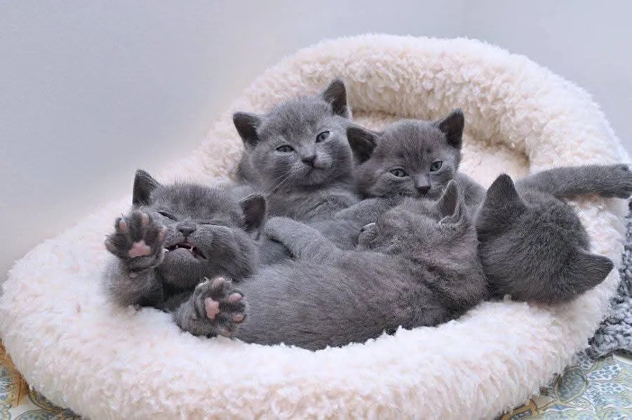 Chartreux 