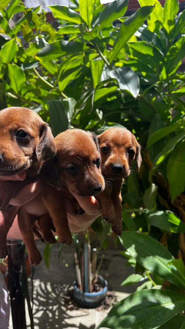 Cachorros 