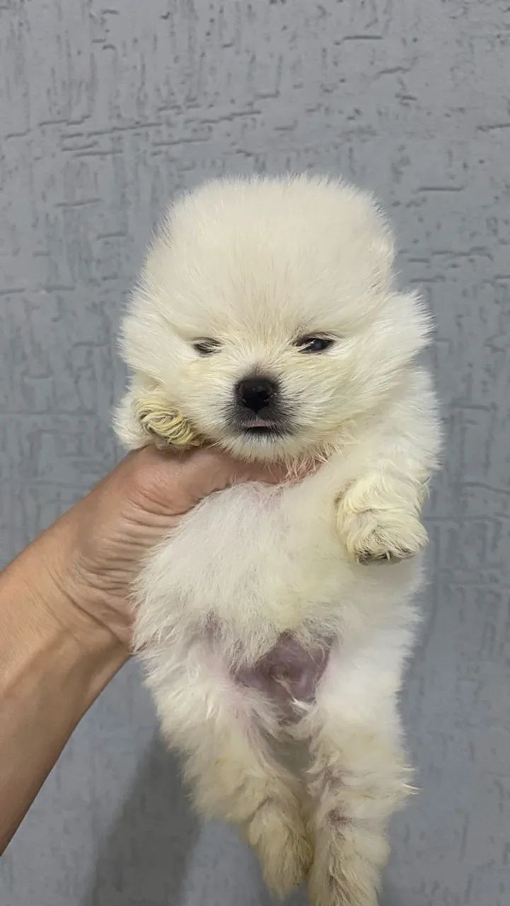 Spitz Alemão  - Foto 4