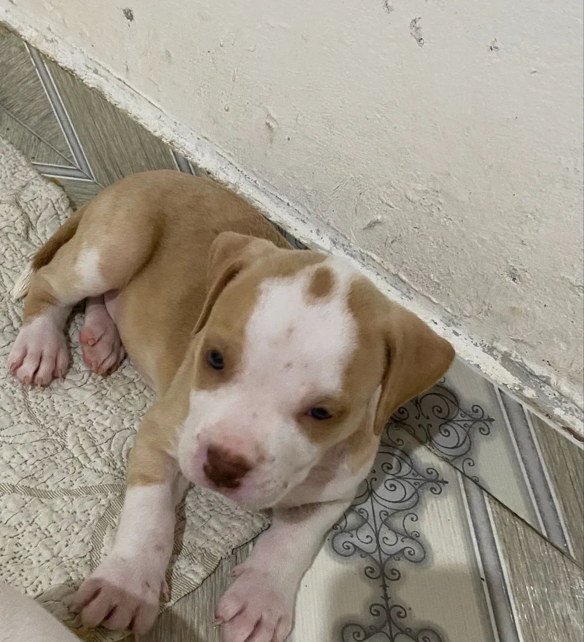 Cachorro  - Foto 2