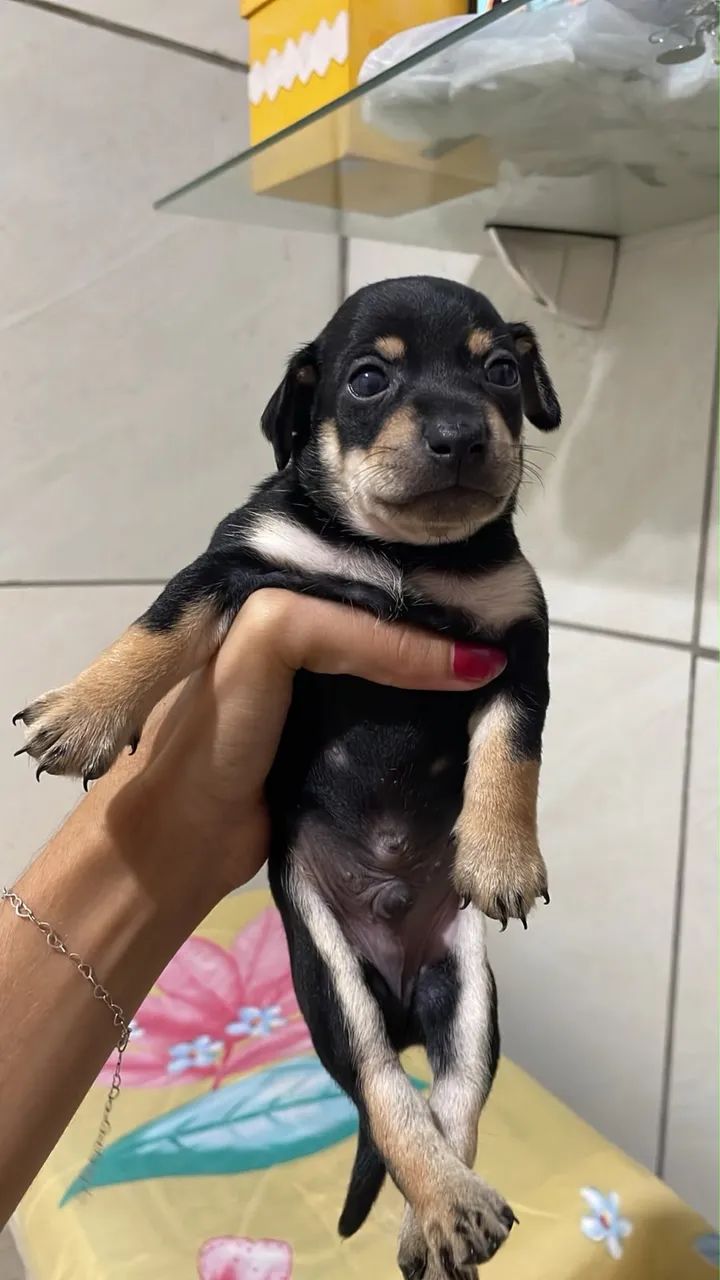 PINSCHER N1 - Foto 2