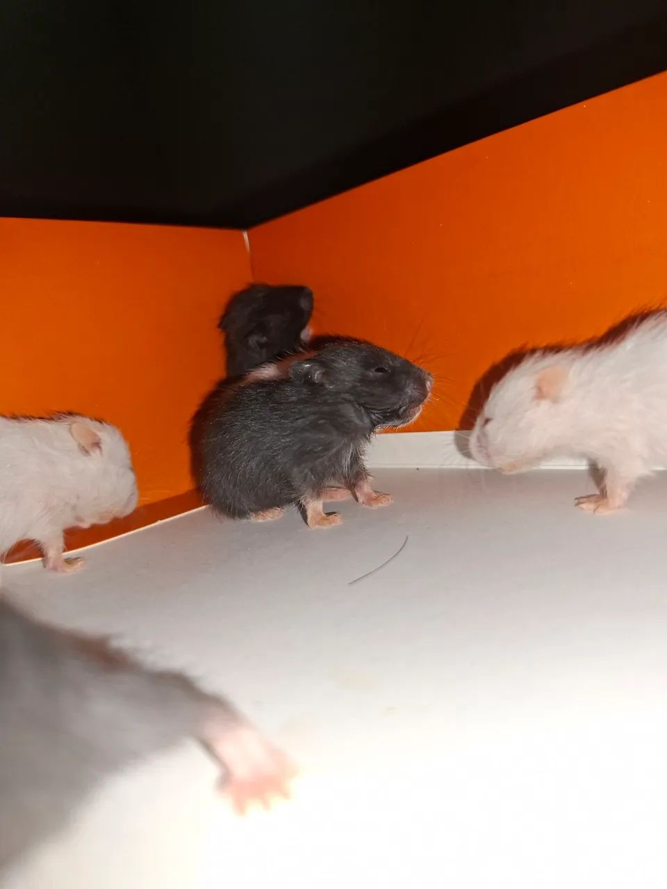 Hamster a venda  - Foto 2