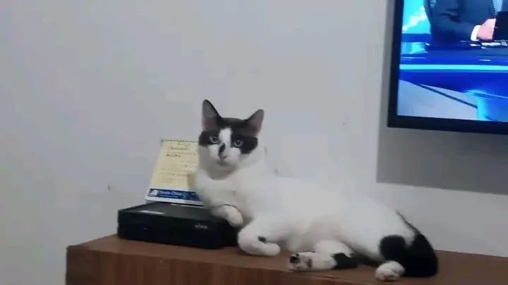 Gato para Adoção  - Foto 2