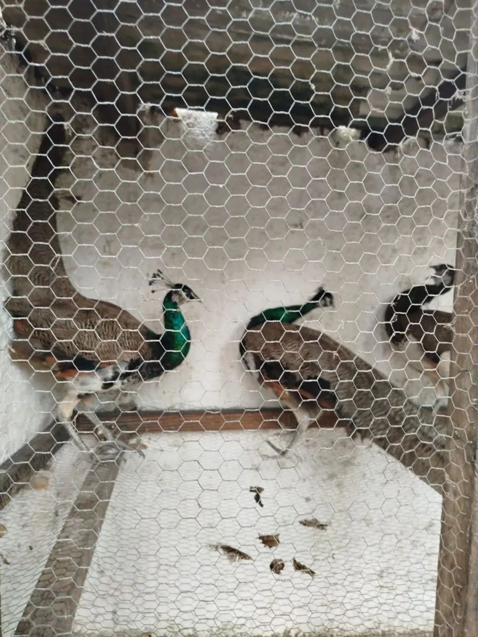 Animais 