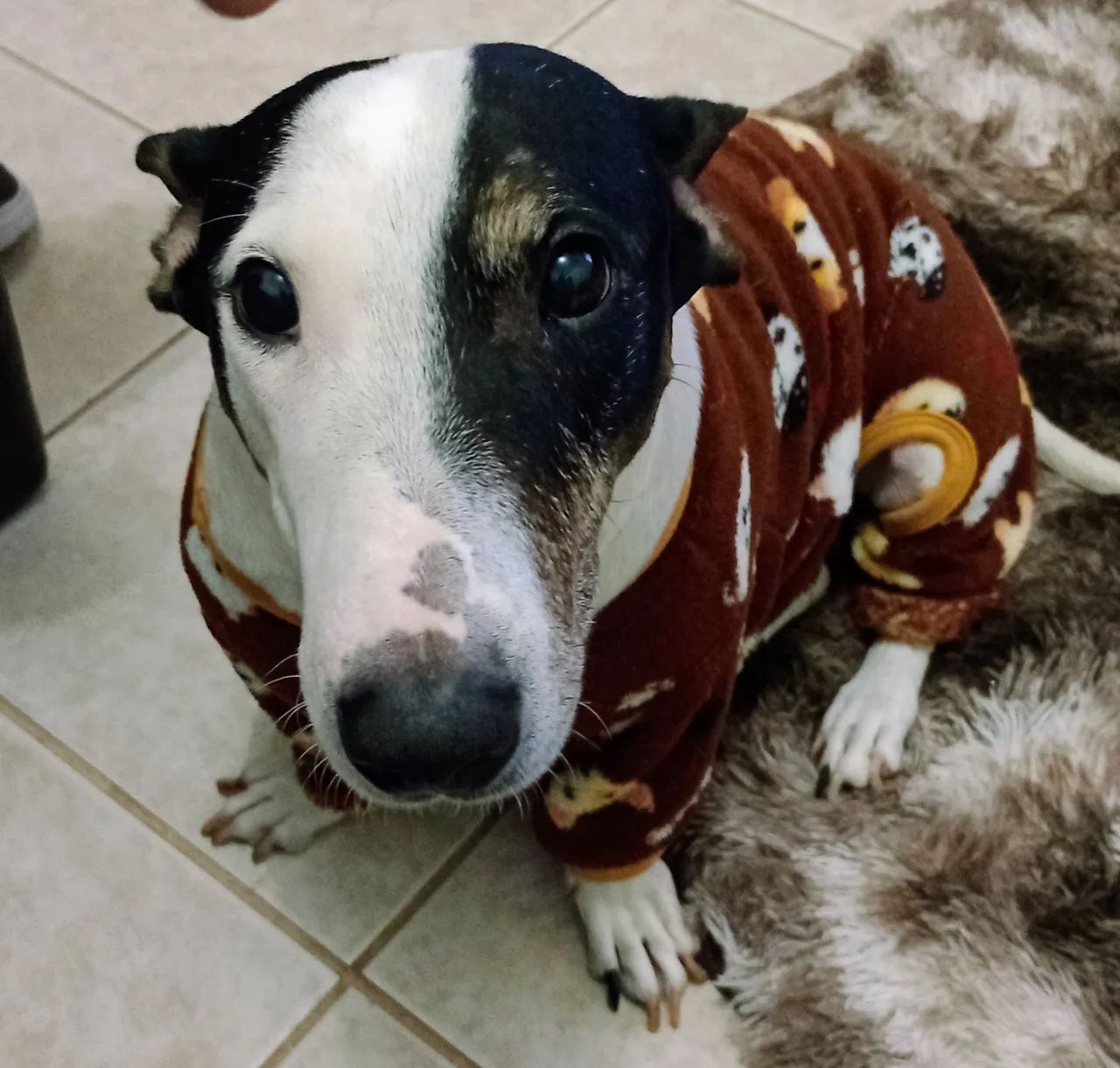 ADOÇÃO RESPONSÁVEL - LILA - Foto 4