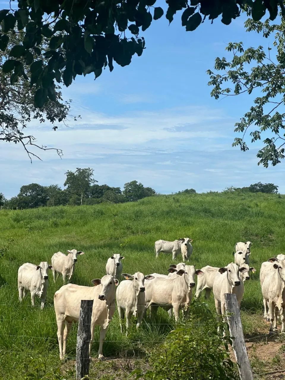 Fazenda de alto padrão - Foto 2