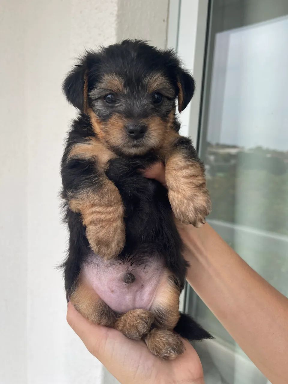 Yorkshire Terrier Macho - Foto 3