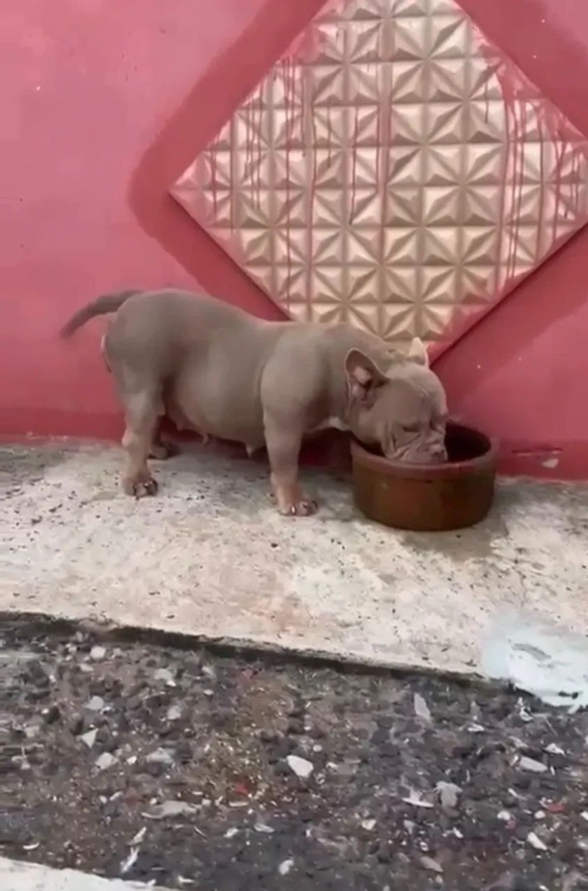 American bully  - Foto 2