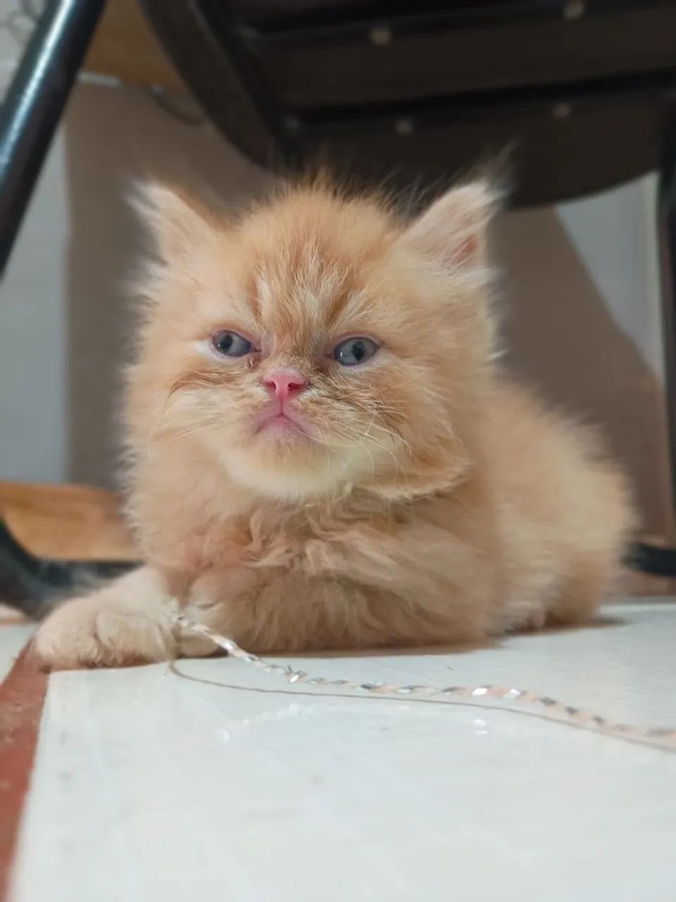 Gato persa 