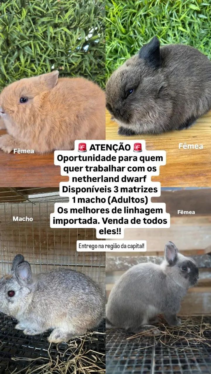 Coelho anão netherland dwarf - Foto 5
