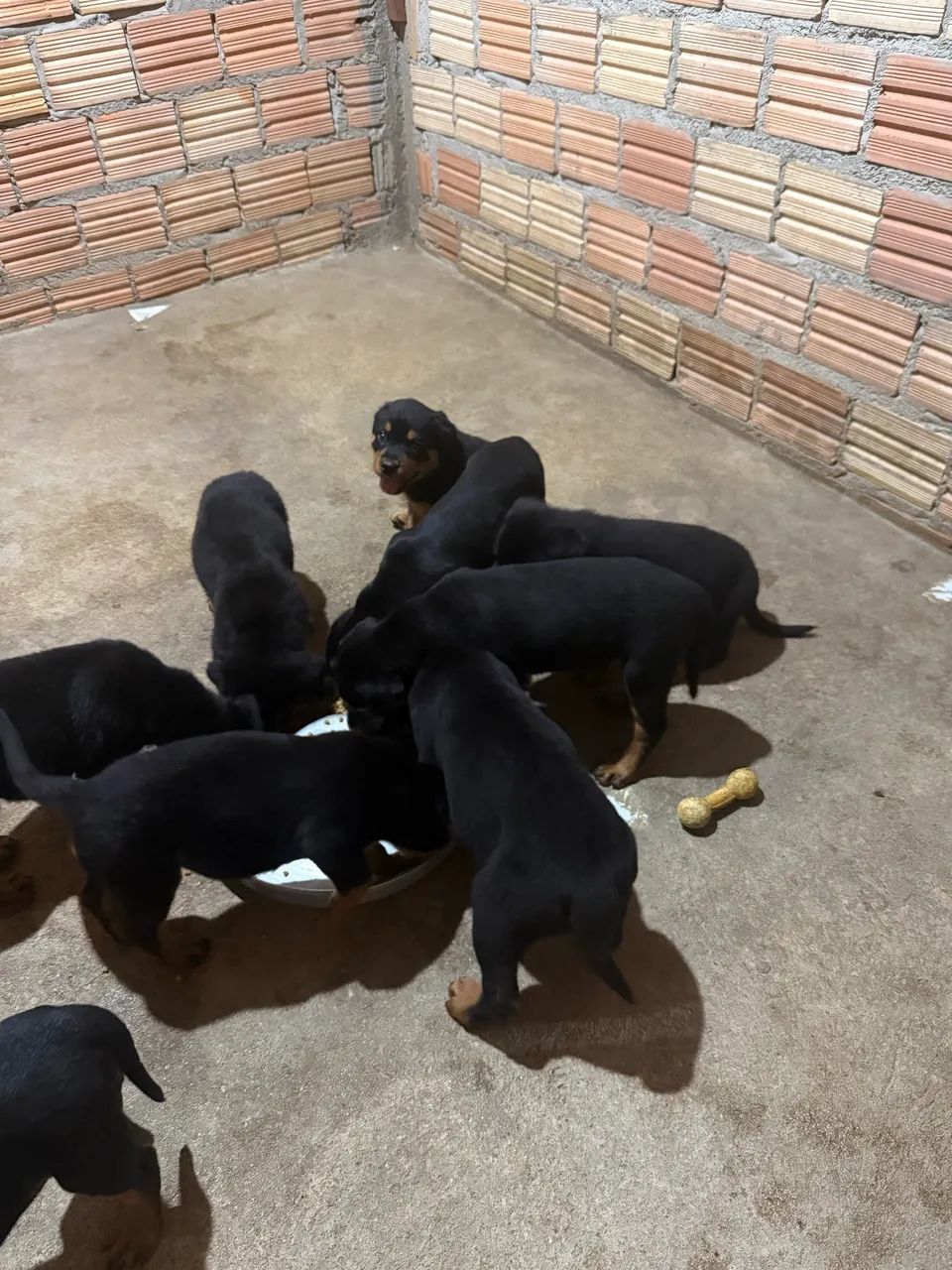 Filhotes de Rottweiler Puros  - Foto 2