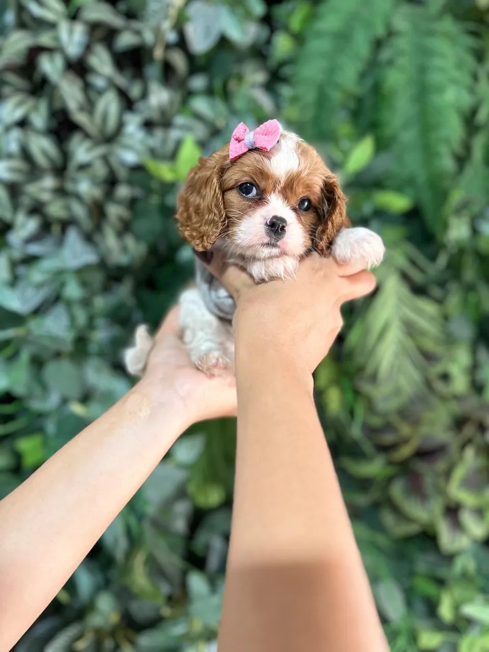CAVALIER KING CHARLES SPANIEL URSINHO!! - Foto 2