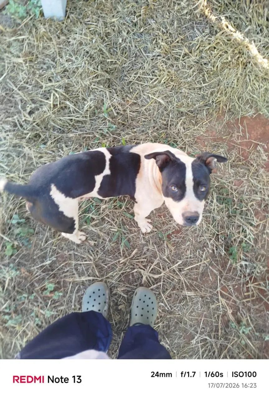 Cães ge guarda para adoção.  - Foto 3