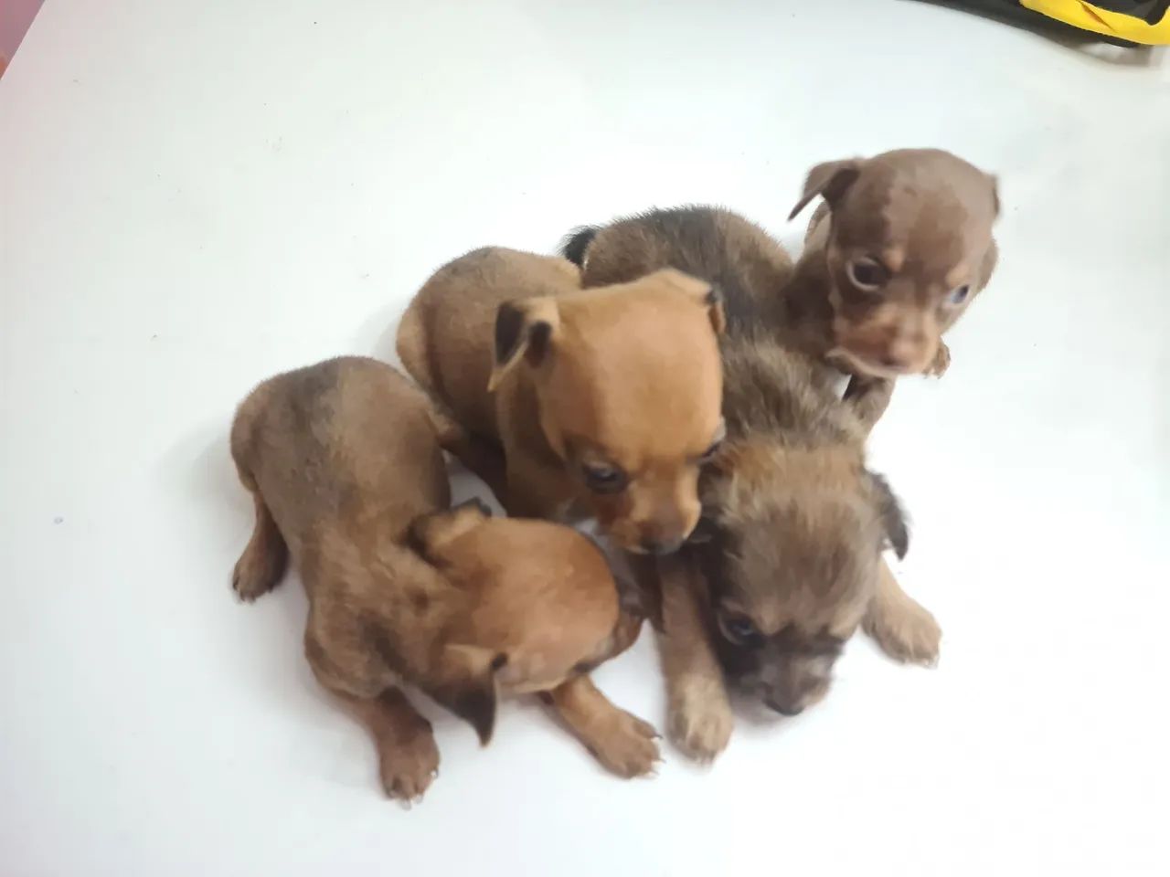 Pinscher n1 - Foto 5