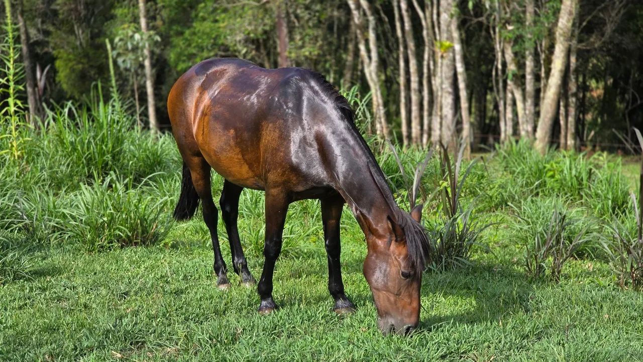 Égua crioula, mansa, sadia, pronta pra uso - com montaria completa - Foto 5