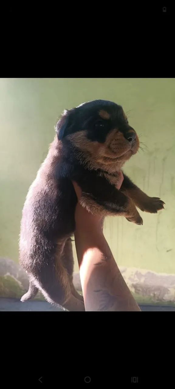 Rottweiler  - Foto 2