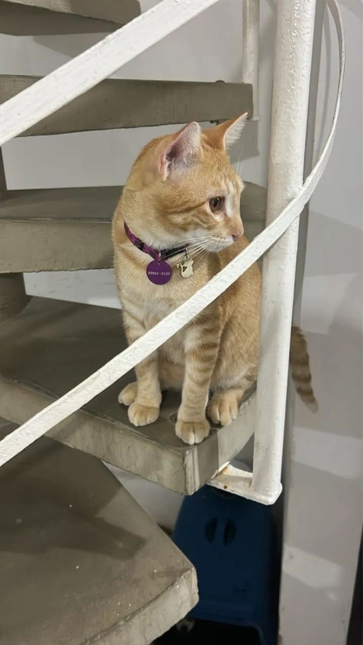 Gato macho para adoção  - Foto 3