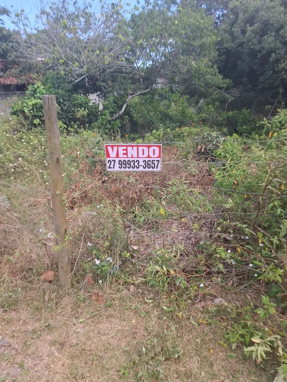 Lote Regência 