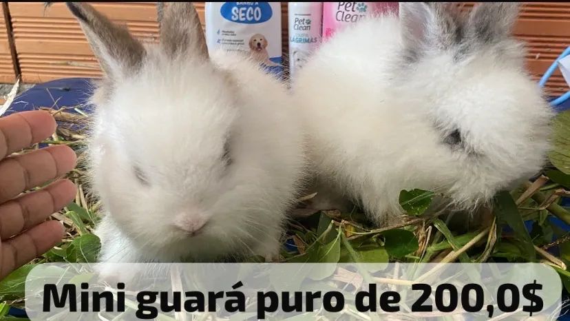 Filhotes de coelhos disponível - Foto 6
