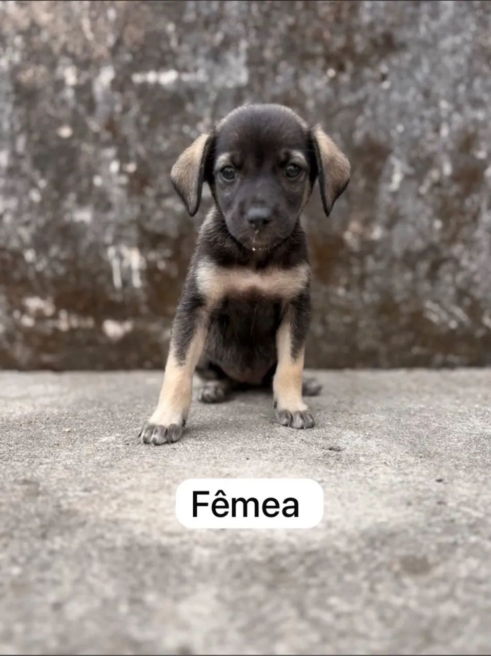 Doação de filhotes de cachorro - Foto 2