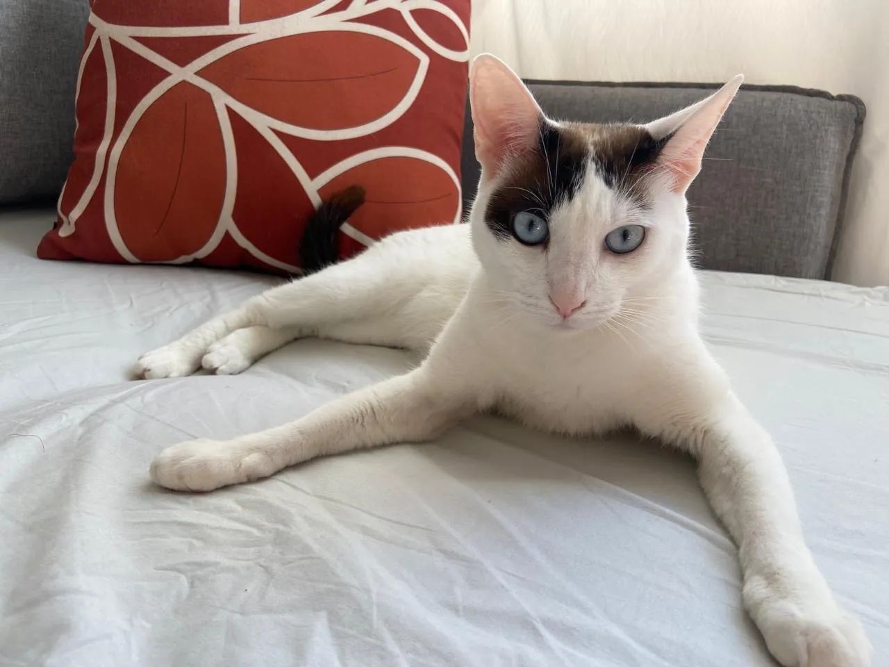 Gatinho lata doação  - Foto 3