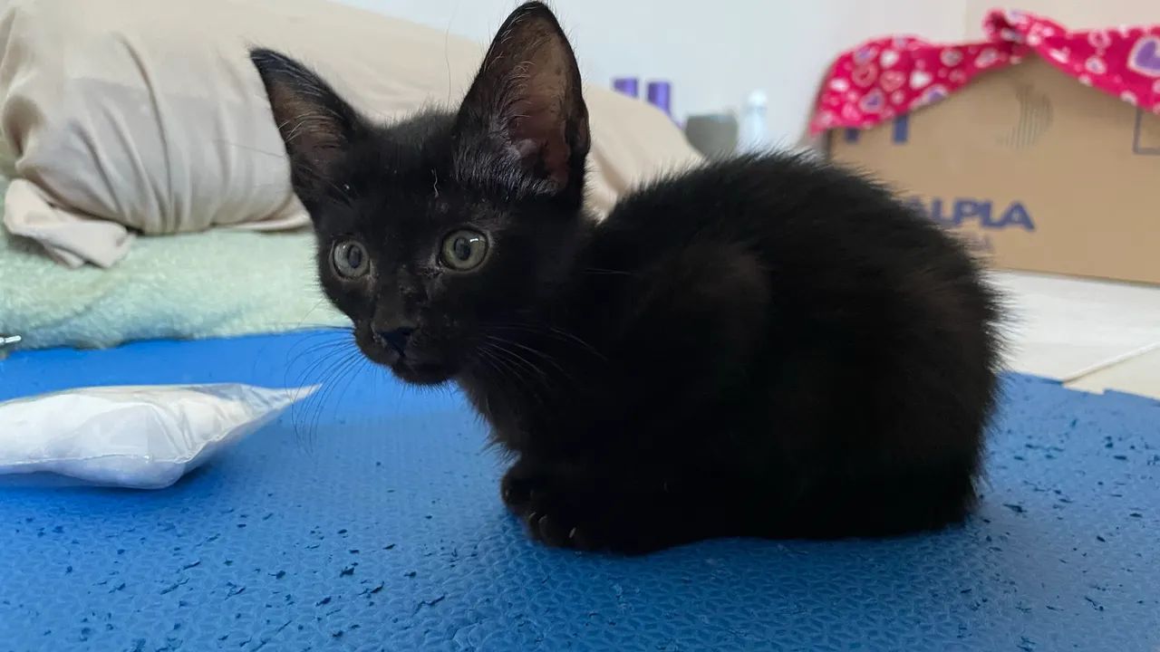 Gatinho macho preto 