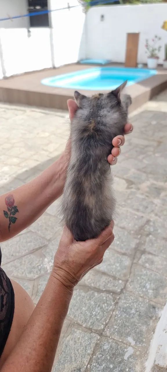 Doação de Gatinhos Misto Siamês - Foto 5