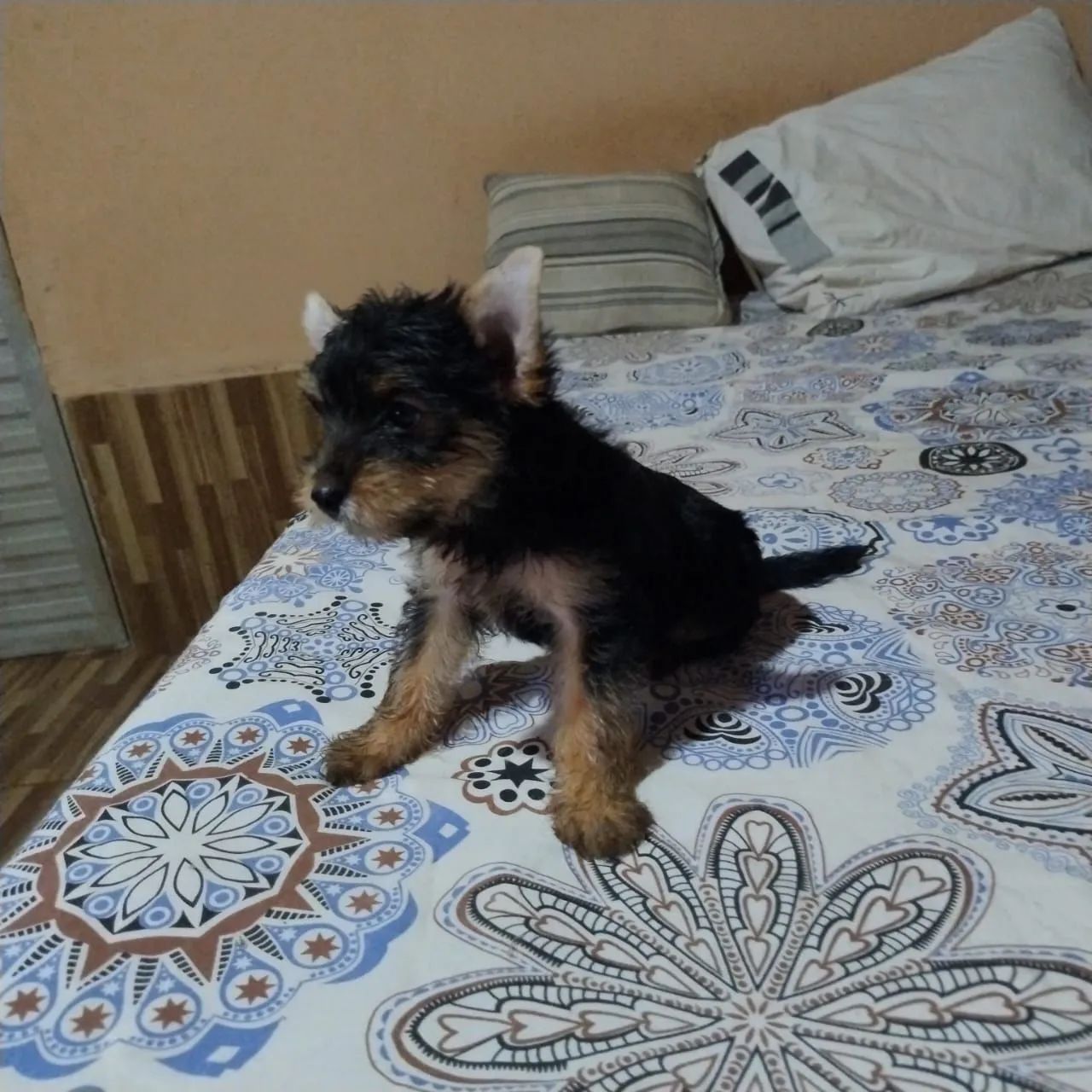 Yorkshire Terrier - Foto 2