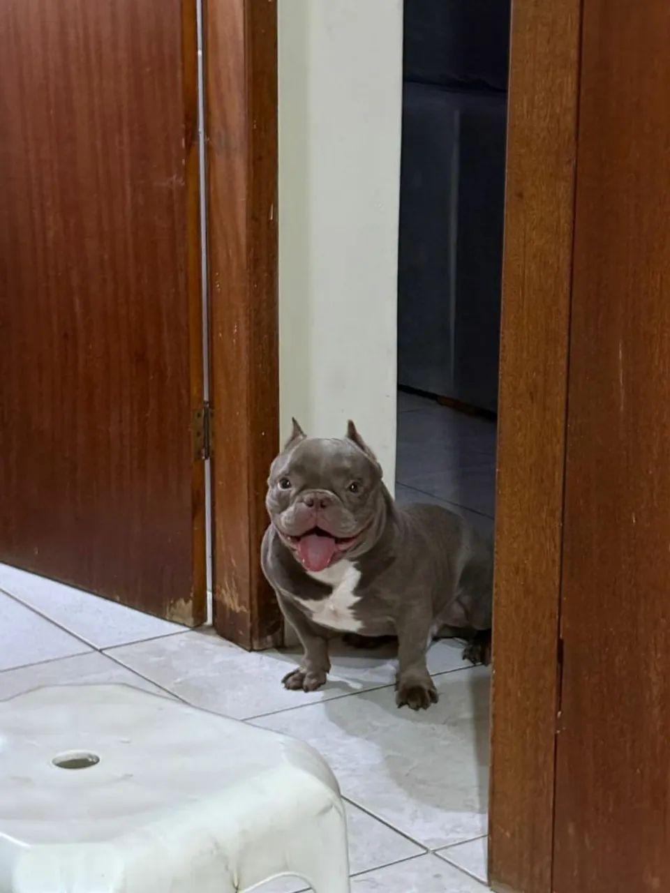 American bully micro - Foto 2