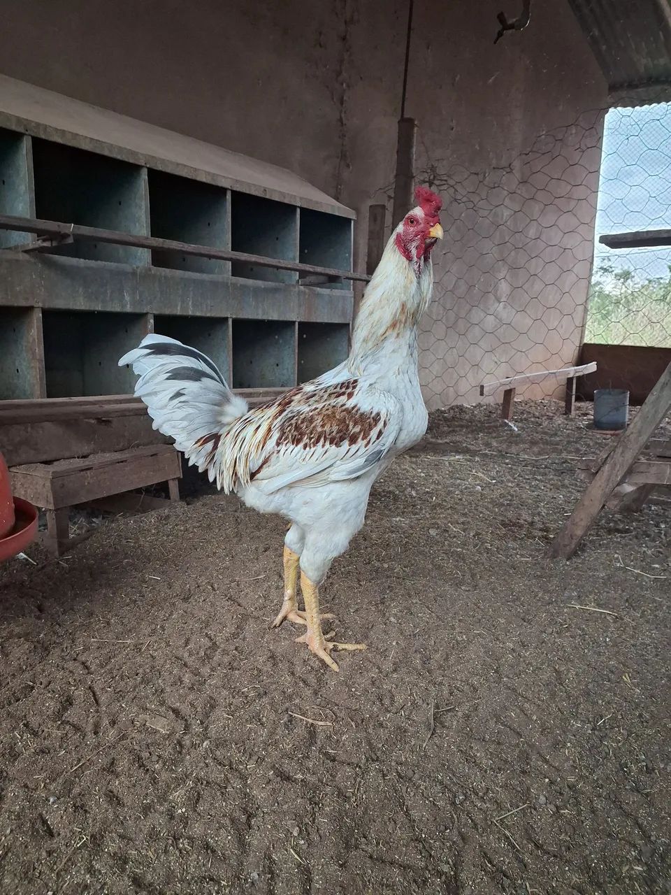 Galo - Foto 2