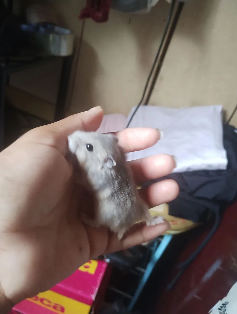 Filhotinhos de hamsters  - Foto 5