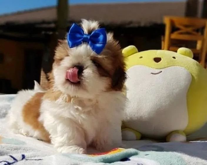 Machinho micro - Foto 2