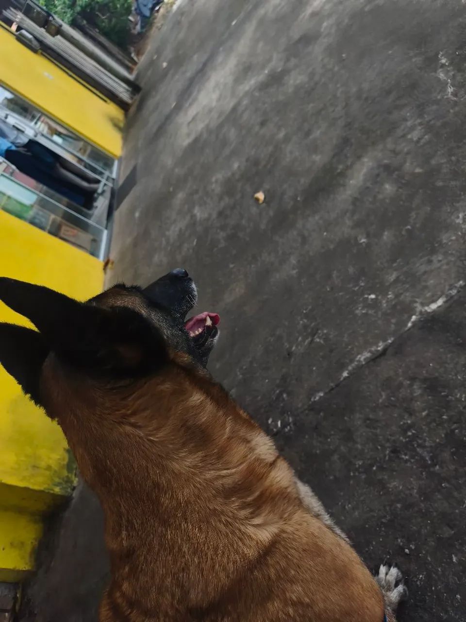 pastor belga malinois  - Foto 2