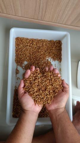 Grilos, Larvas ou Criação de Tenébrio completa - Foto 2