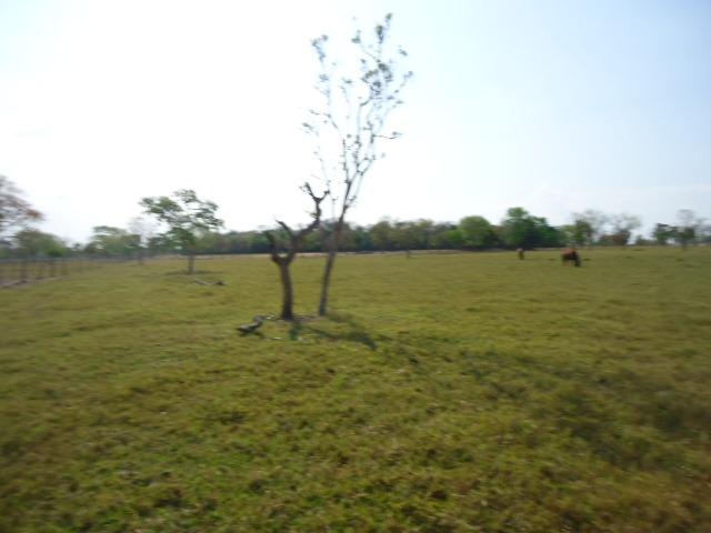 275 hectares,Troco x Fazenda,Chácaras,Condomínios,Região Cuiabá,Santo Antônio-MT - Foto 2