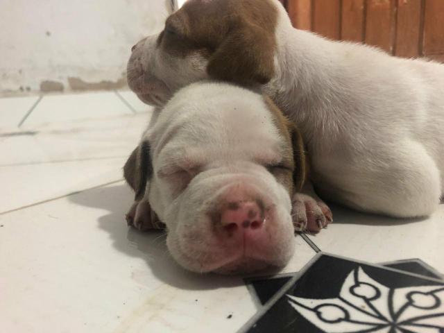 Pets Pitbull Fêmeas - Foto 4