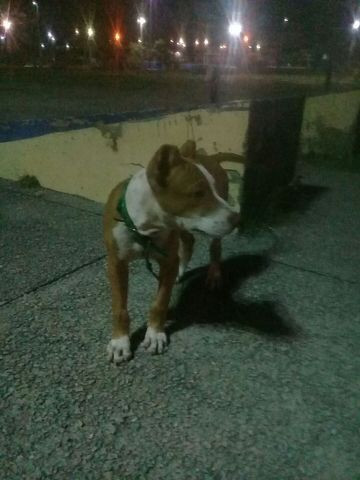 Vendo um Pitibull
