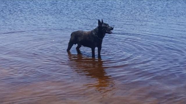 Australian Cattle Dog, Blue Heeler, Boiadeiro Australiano - Foto 3