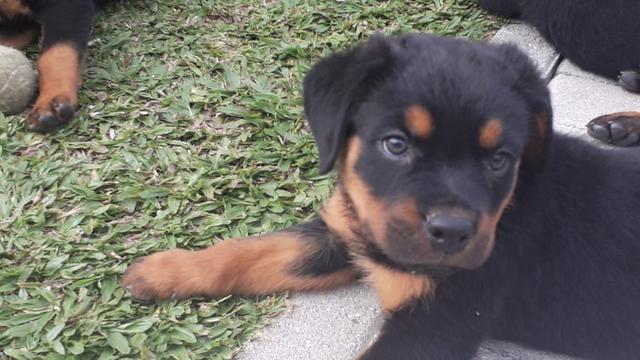 Filhotes de rottweilers - Foto 2
